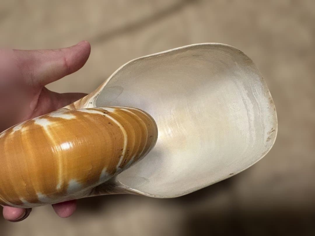 【美品大型】　オウムガイ　インテリア　標本　貝殻　貝