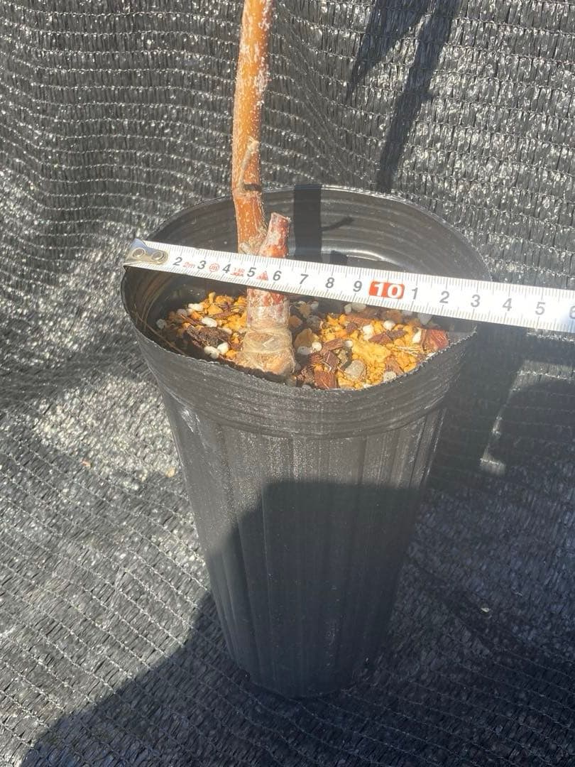 ③*:ஐ超巨大な実がたわわに実るナツメの王様*:ஐ接木・棗・苗木【新疆棗王】４号