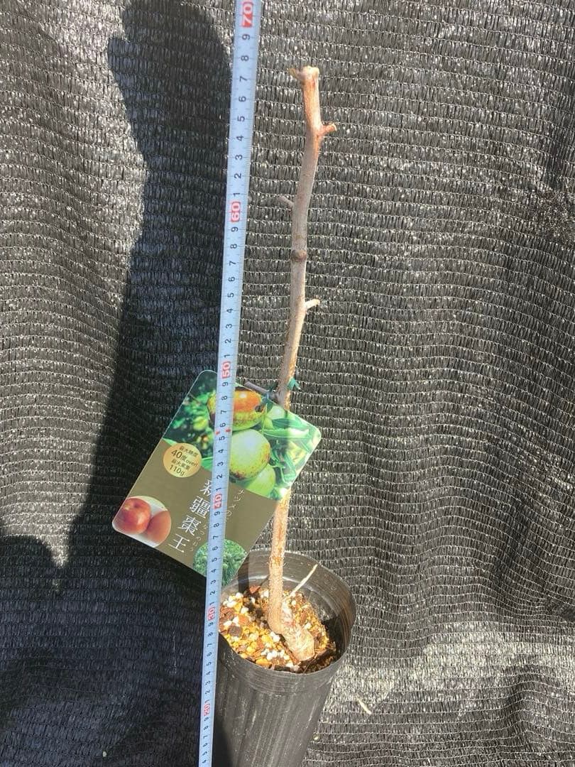 ③*:ஐ超巨大な実がたわわに実るナツメの王様*:ஐ接木・棗・苗木【新疆棗王】４号