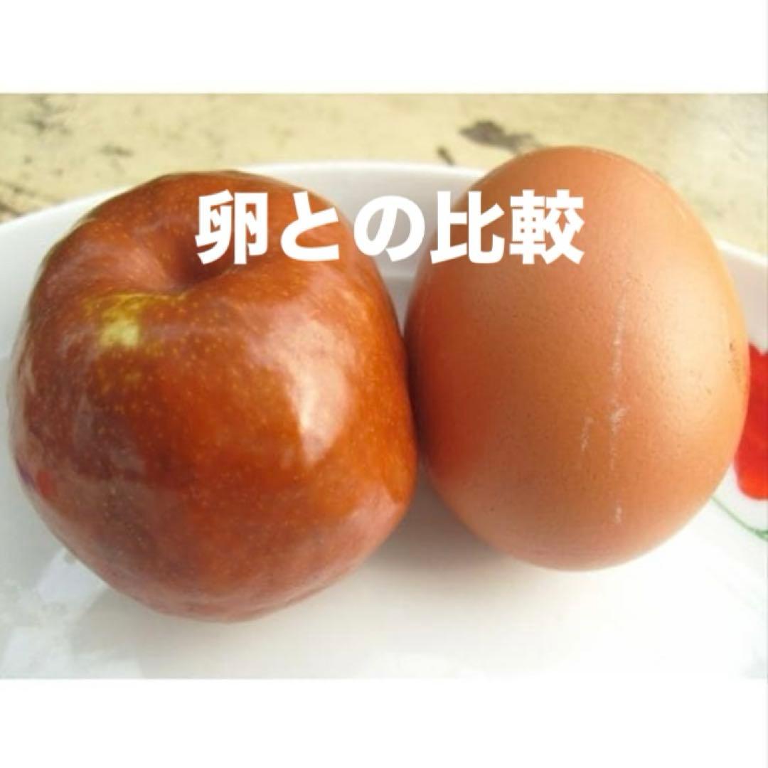 ③*:ஐ超巨大な実がたわわに実るナツメの王様*:ஐ接木・棗・苗木【新疆棗王】４号