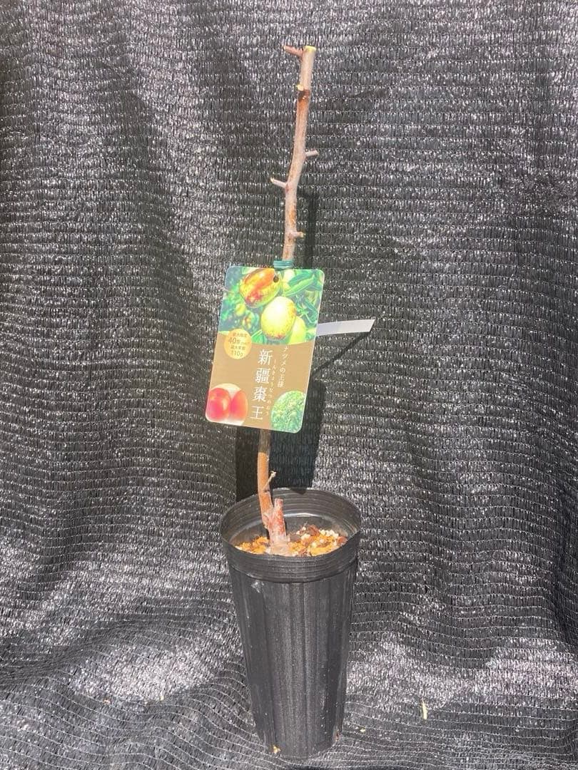 ③*:ஐ超巨大な実がたわわに実るナツメの王様*:ஐ接木・棗・苗木【新疆棗王】４号