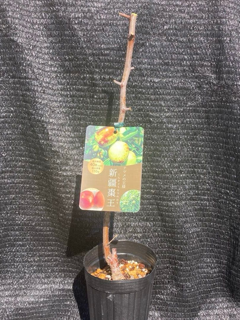 ③*:ஐ超巨大な実がたわわに実るナツメの王様*:ஐ接木・棗・苗木【新疆棗王】４号