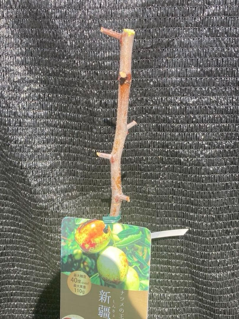 ③*:ஐ超巨大な実がたわわに実るナツメの王様*:ஐ接木・棗・苗木【新疆棗王】４号