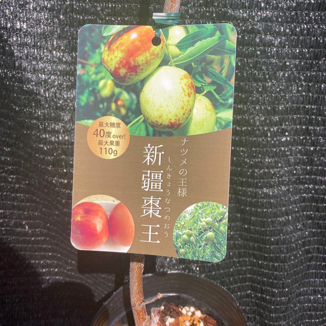 ③*:ஐ超巨大な実がたわわに実るナツメの王様*:ஐ接木・棗・苗木【新疆棗王】４号