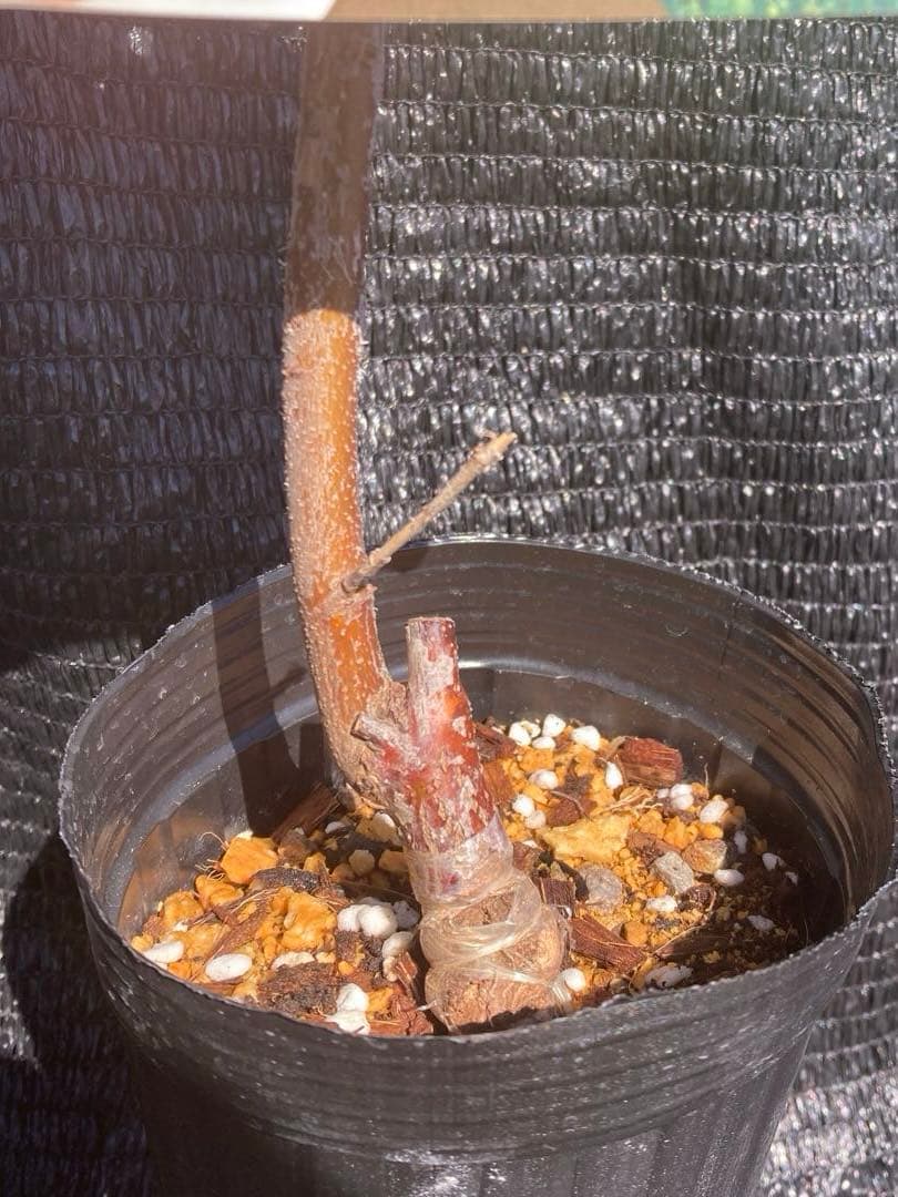 ③*:ஐ超巨大な実がたわわに実るナツメの王様*:ஐ接木・棗・苗木【新疆棗王】４号