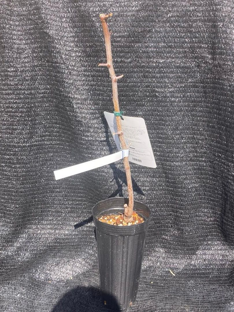 ③*:ஐ超巨大な実がたわわに実るナツメの王様*:ஐ接木・棗・苗木【新疆棗王】４号