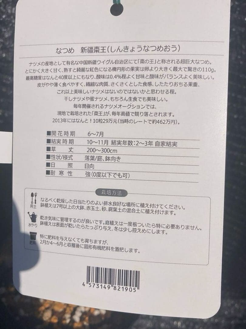 ③*:ஐ超巨大な実がたわわに実るナツメの王様*:ஐ接木・棗・苗木【新疆棗王】４号
