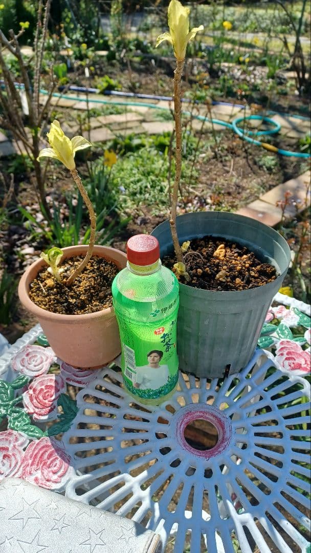 みかん様　確認画像　アジサイ斑