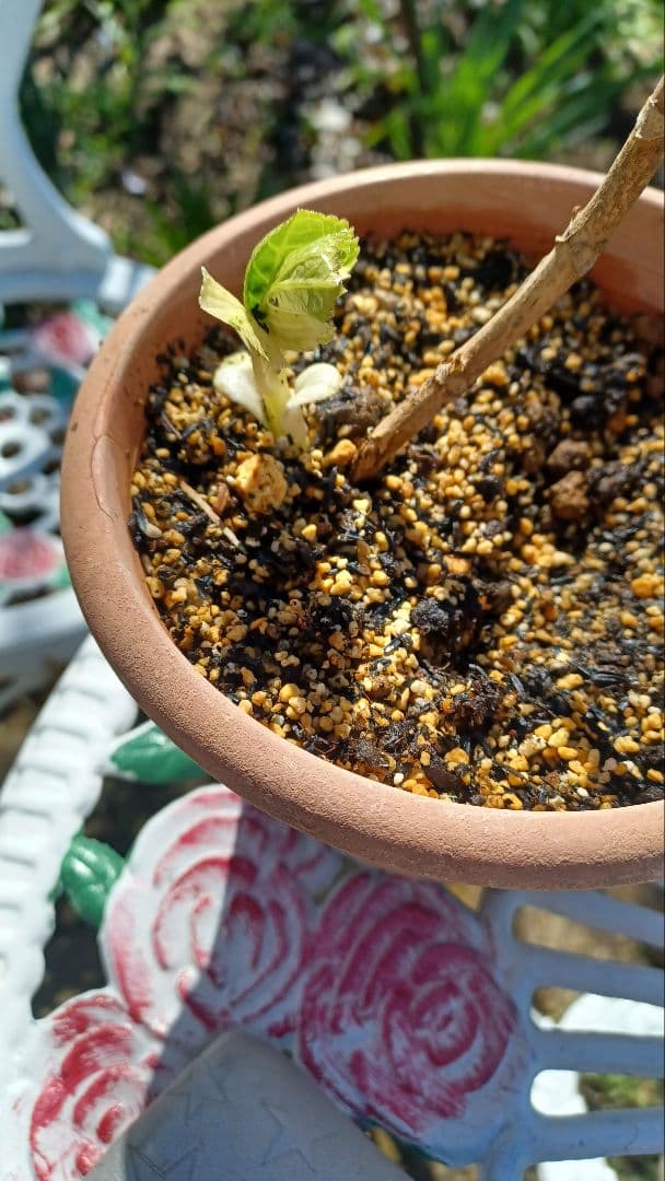 みかん様　確認画像　アジサイ斑