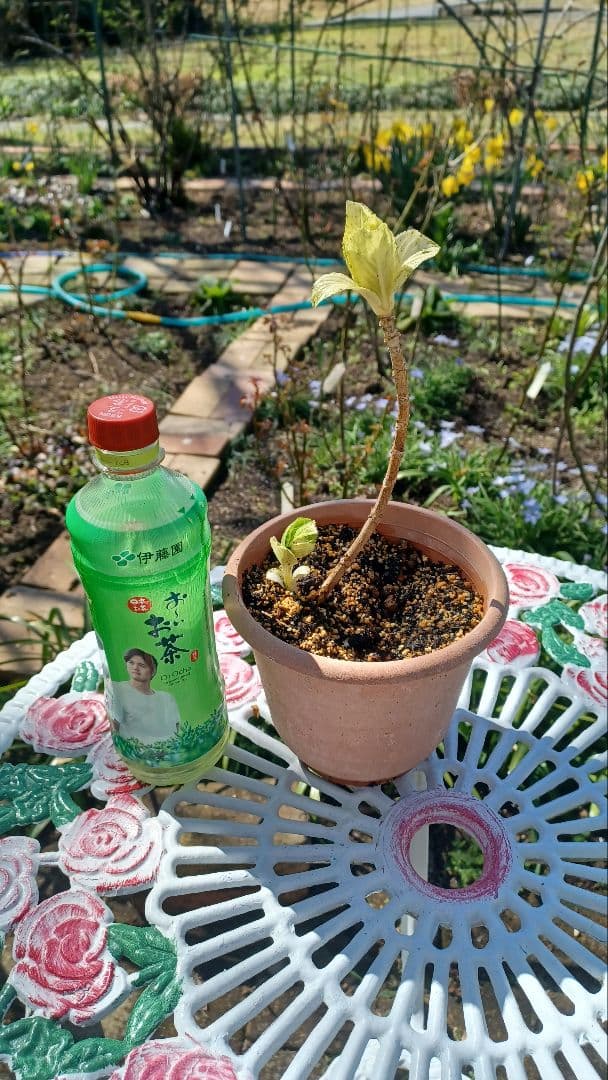 みかん様　確認画像　アジサイ斑