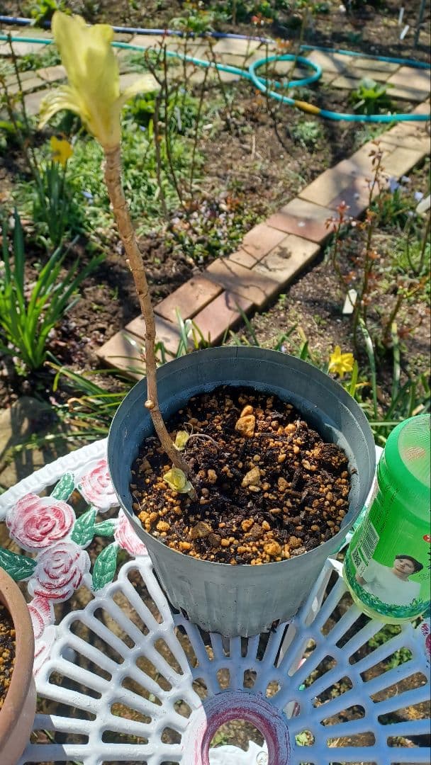 みかん様　確認画像　アジサイ斑