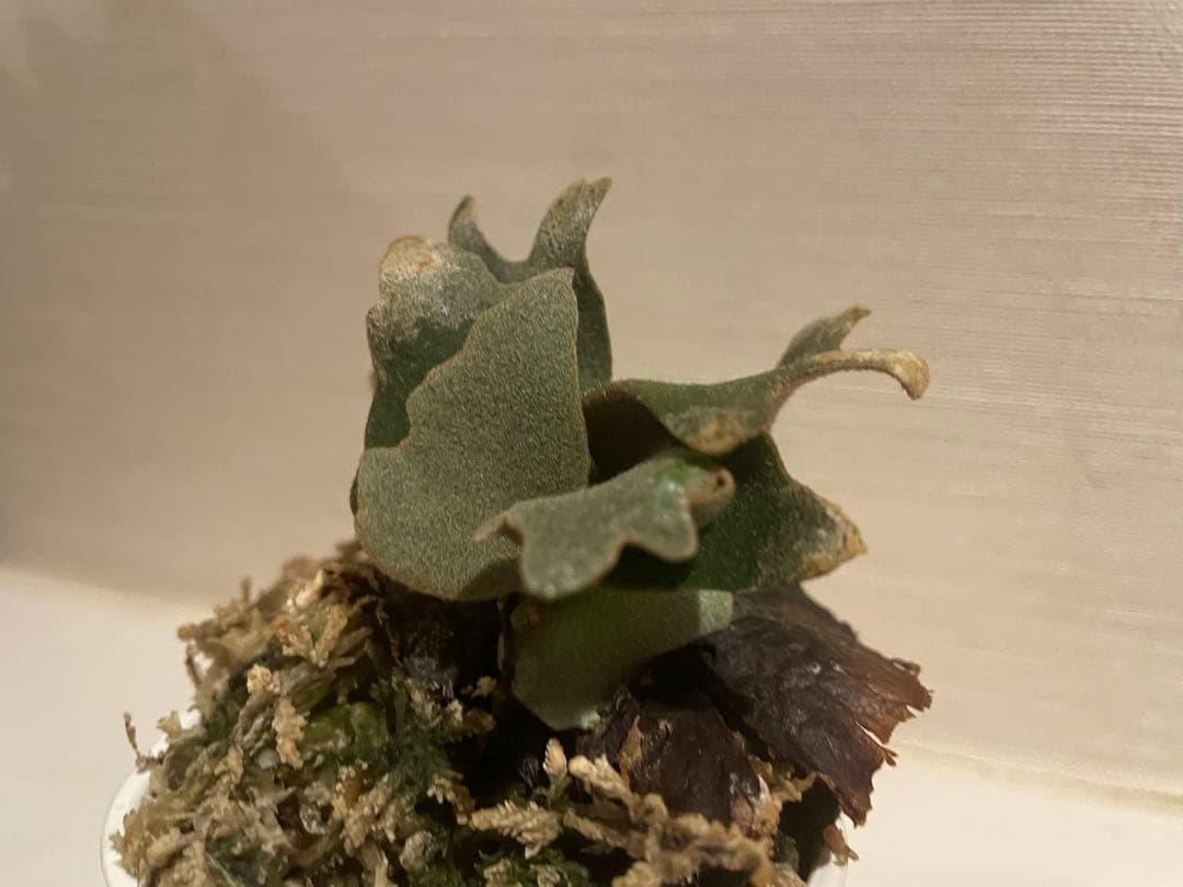 ビカクシダ P.willinckii OMG 3鉢セット