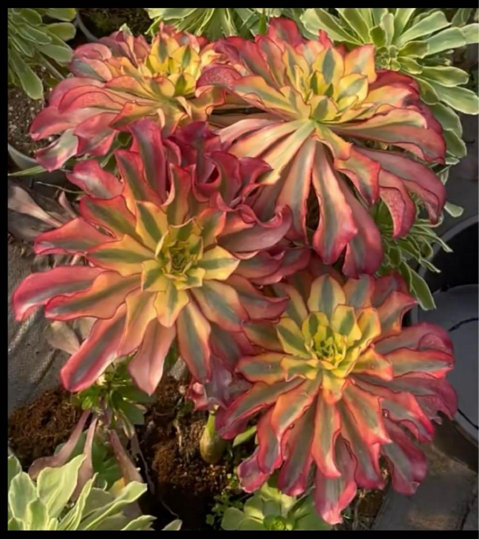多肉植物アエオニウム錦❤️ ゴースト❤️魅影 ❤️