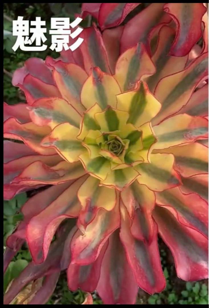 多肉植物アエオニウム錦❤️ ゴースト❤️魅影 ❤️