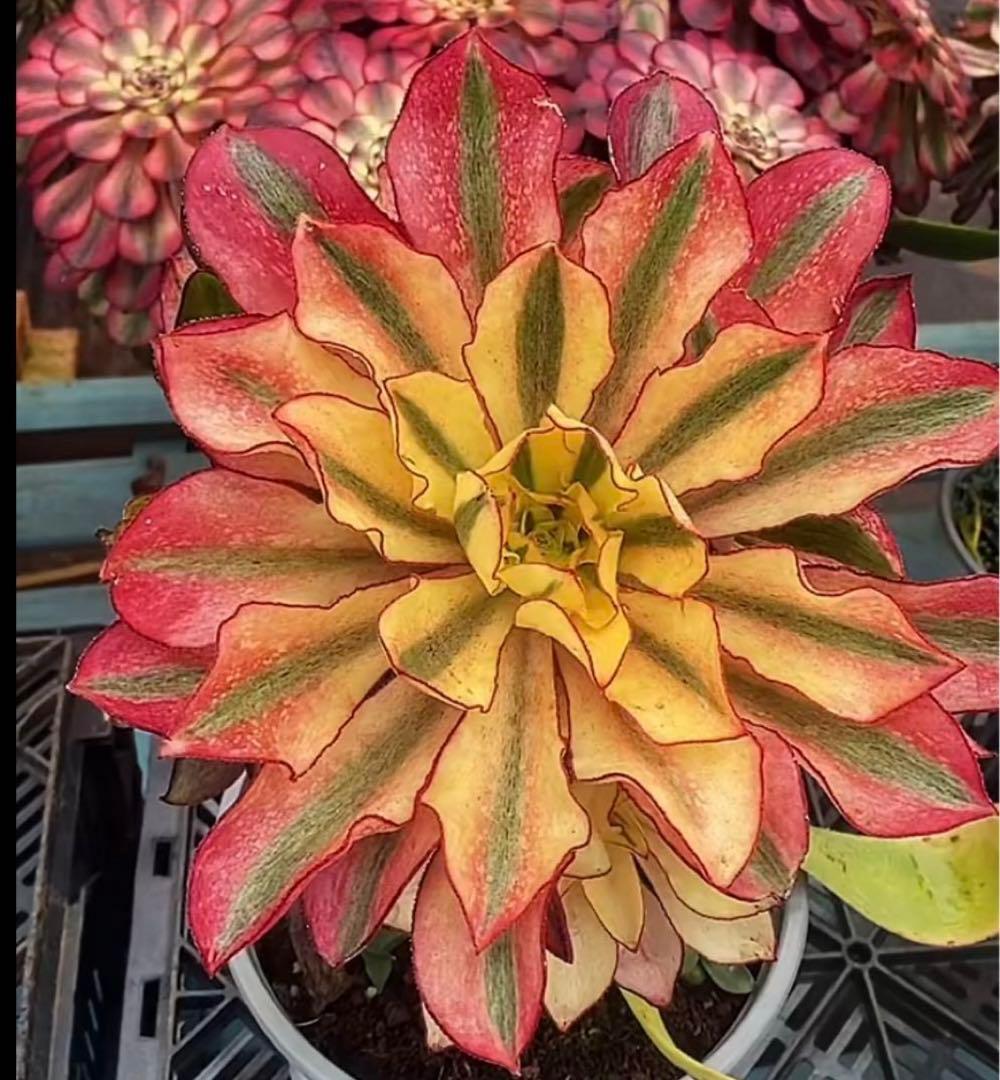 多肉植物アエオニウム錦❤️ ゴースト❤️魅影 ❤️