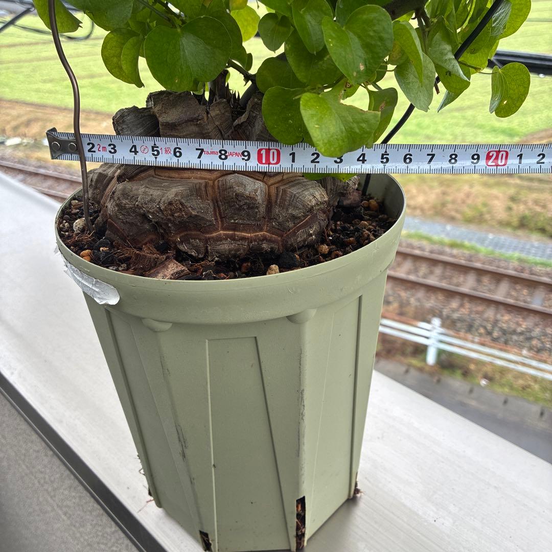 亀甲竜　６号鉢