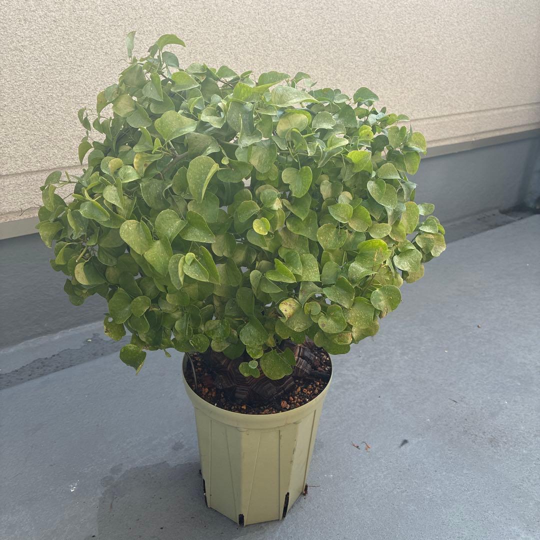 亀甲竜　６号鉢