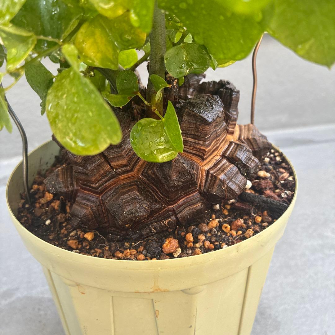 亀甲竜　６号鉢