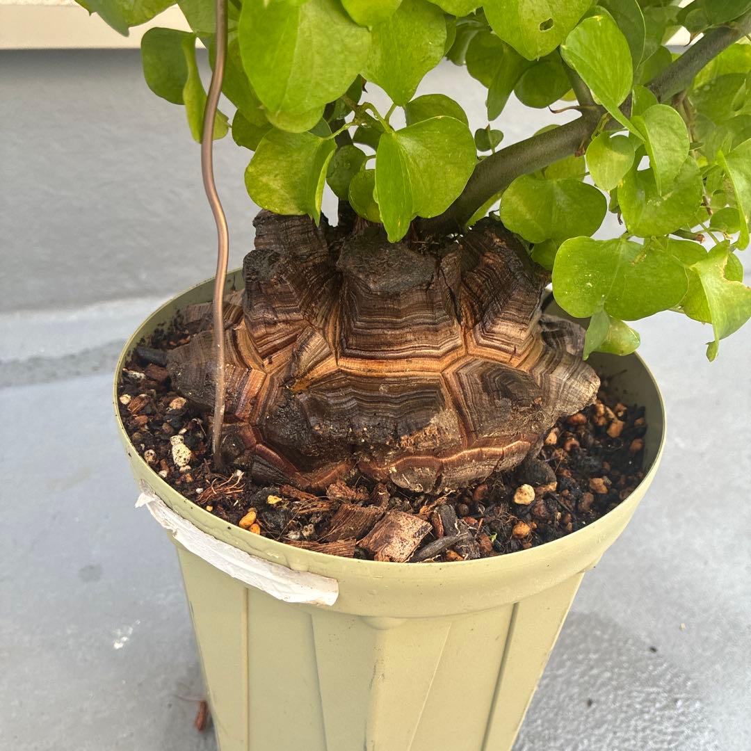 亀甲竜　６号鉢