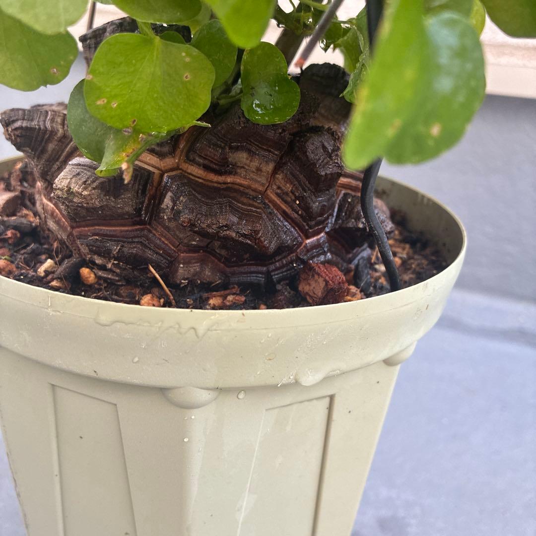 亀甲竜　６号鉢