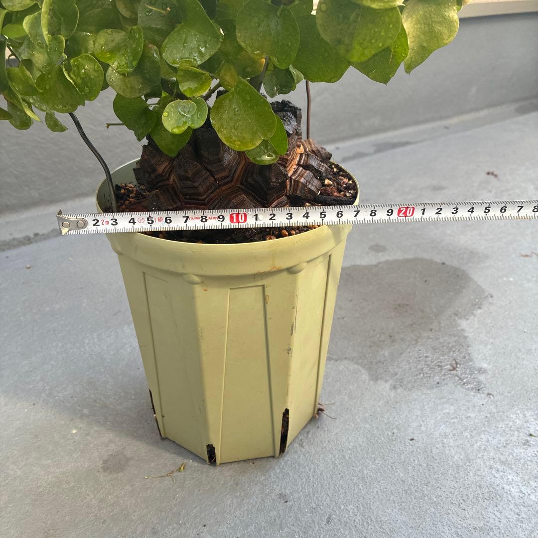 亀甲竜　６号鉢