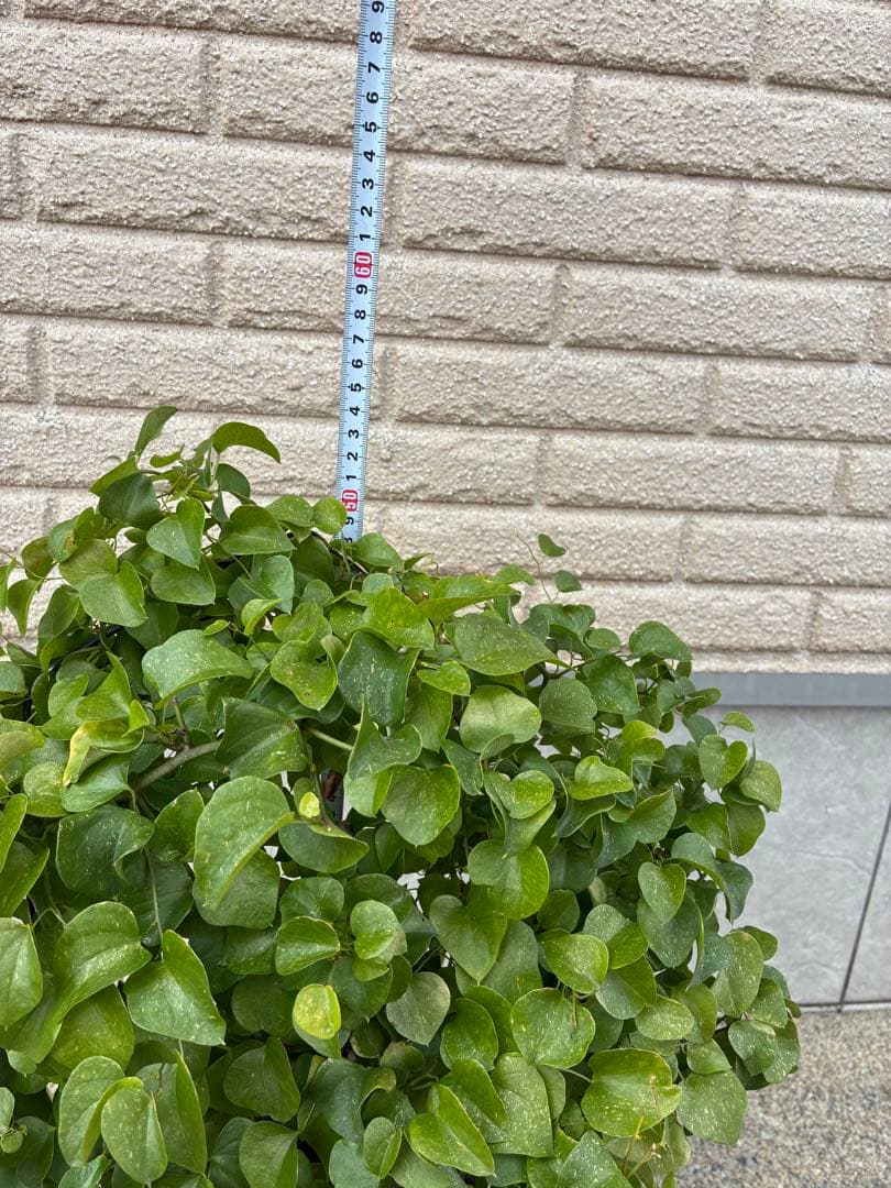 亀甲竜　６号鉢