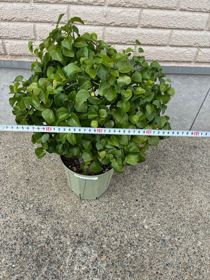 亀甲竜　６号鉢