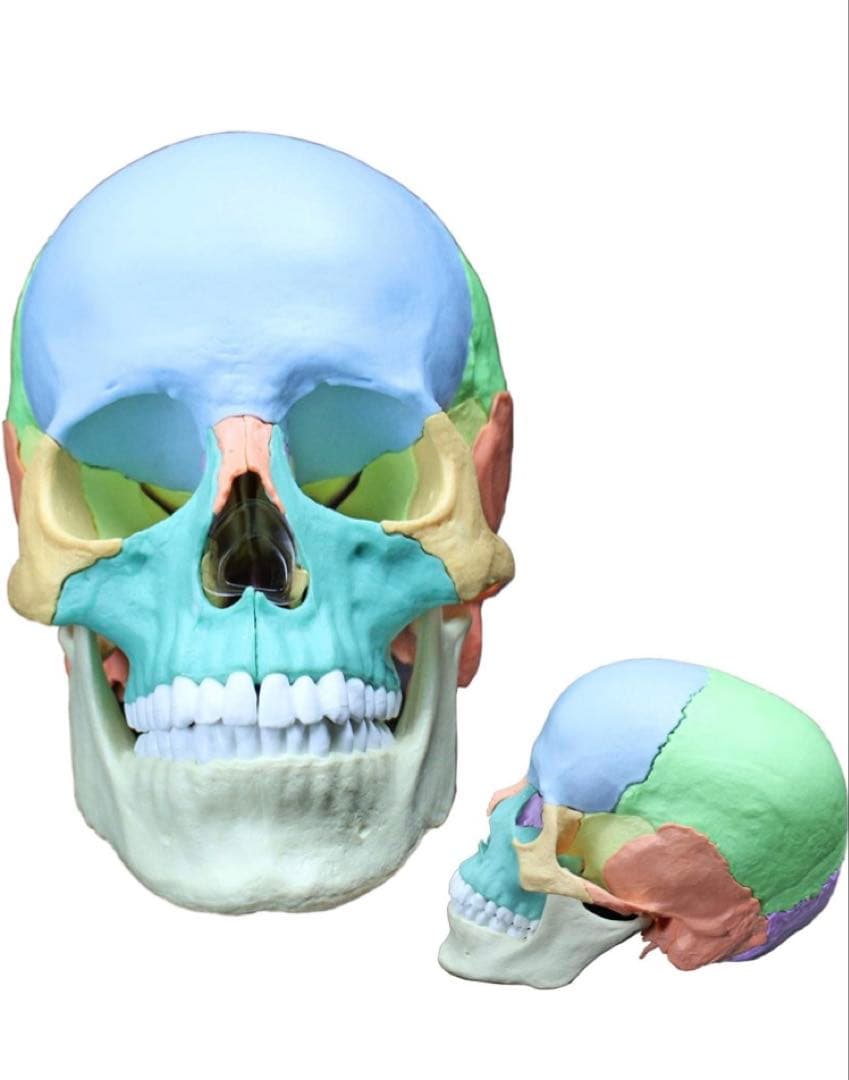 ERLER ZIMMER (エルラージマー） マグネット式 頭蓋模型