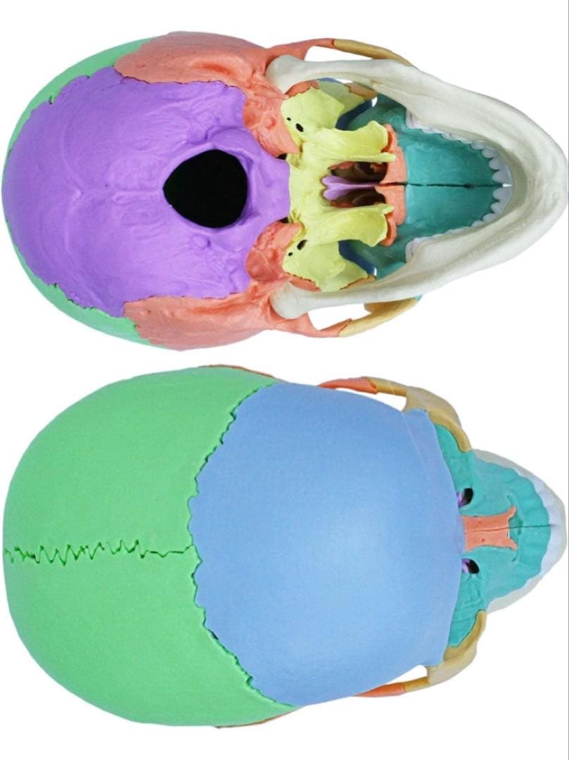 ERLER ZIMMER (エルラージマー） マグネット式 頭蓋模型