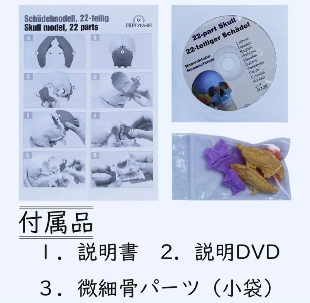 ERLER ZIMMER (エルラージマー） マグネット式 頭蓋模型