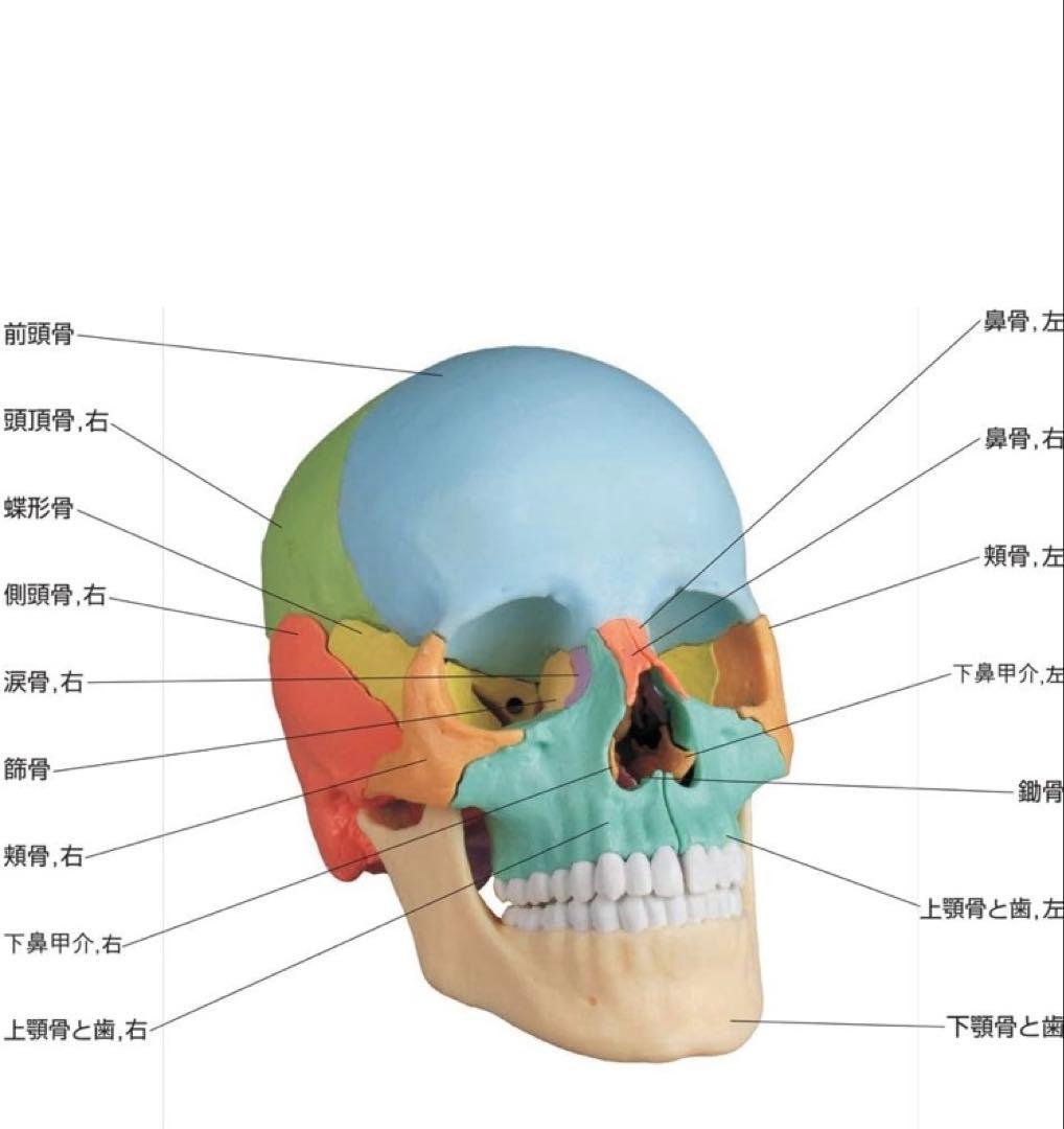 ERLER ZIMMER (エルラージマー） マグネット式 頭蓋模型