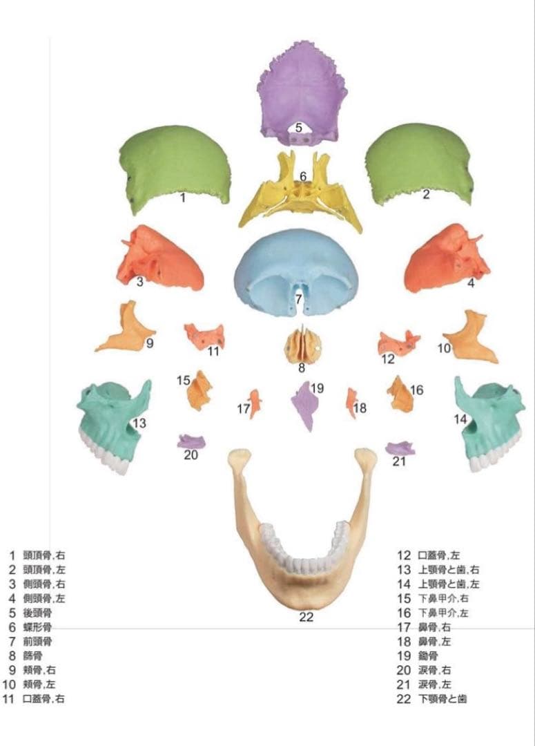 ERLER ZIMMER (エルラージマー） マグネット式 頭蓋模型