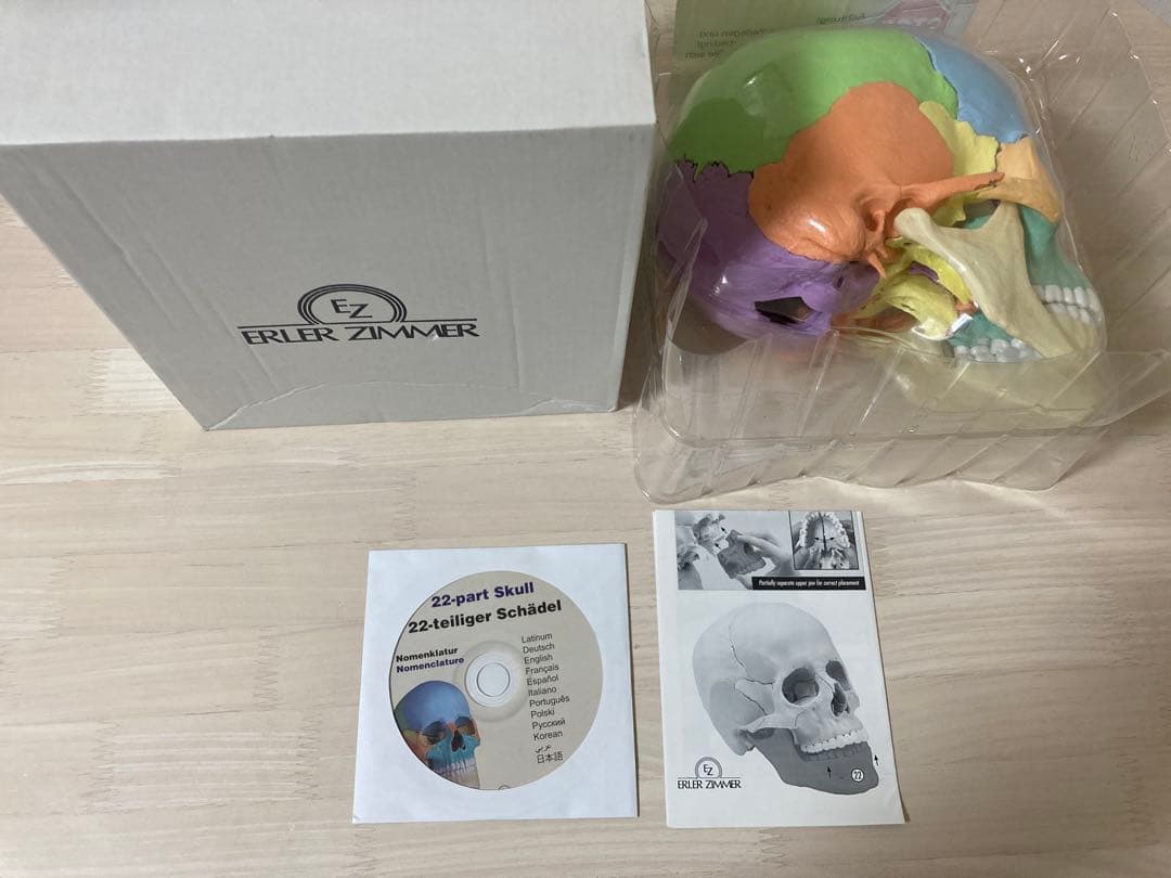 ERLER ZIMMER (エルラージマー） マグネット式 頭蓋模型