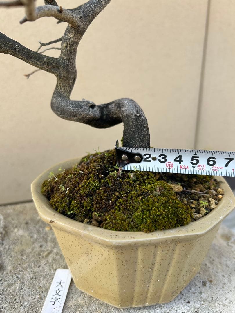 ⭕️老爺柿　大文字　雌木盆栽