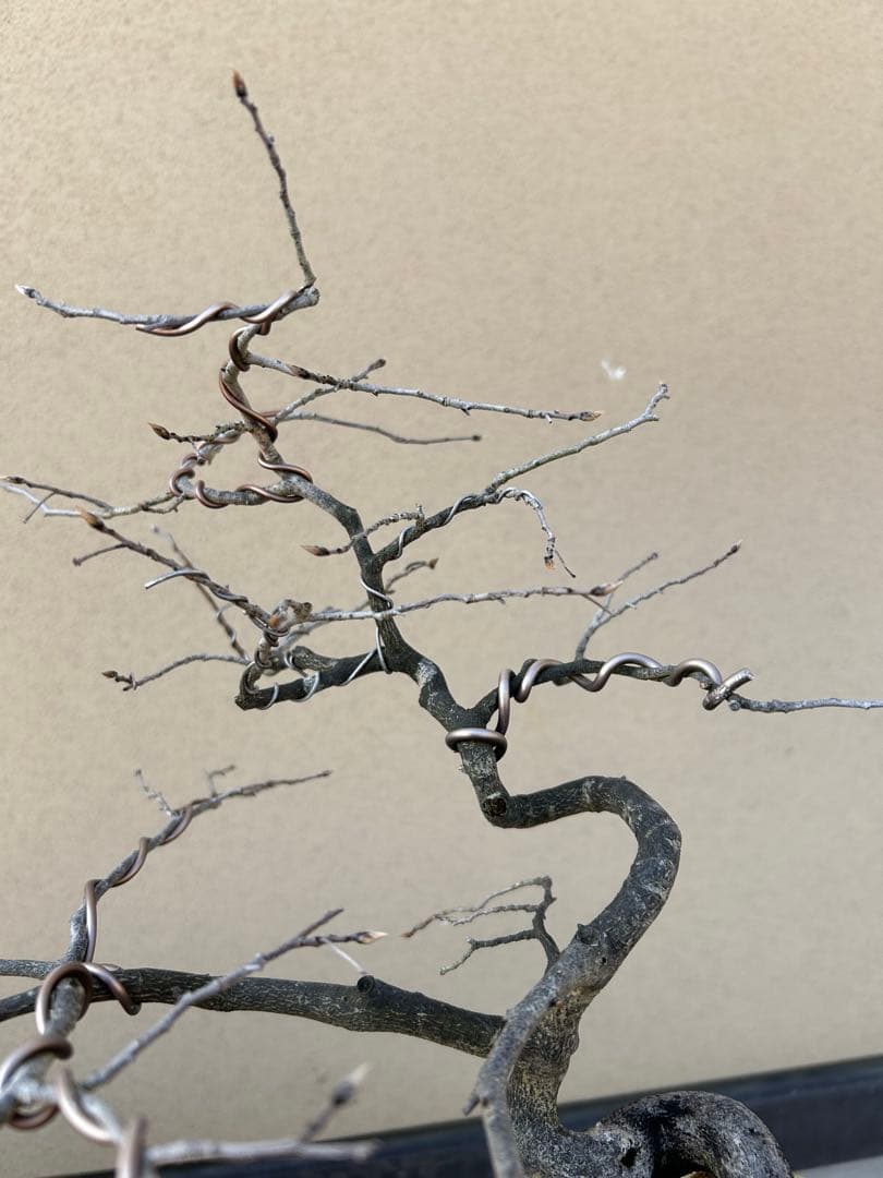 ⭕️老爺柿　大文字　雌木盆栽