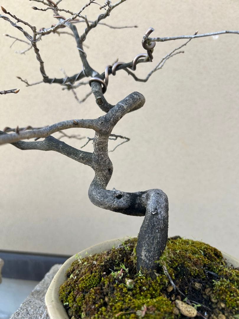 ⭕️老爺柿　大文字　雌木盆栽