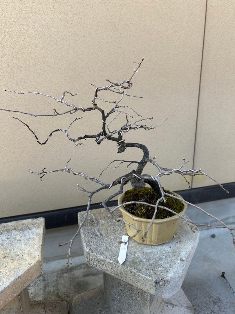 ⭕️老爺柿　大文字　雌木盆栽