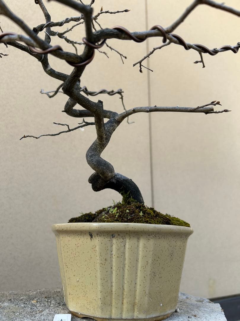 ⭕️老爺柿　大文字　雌木盆栽