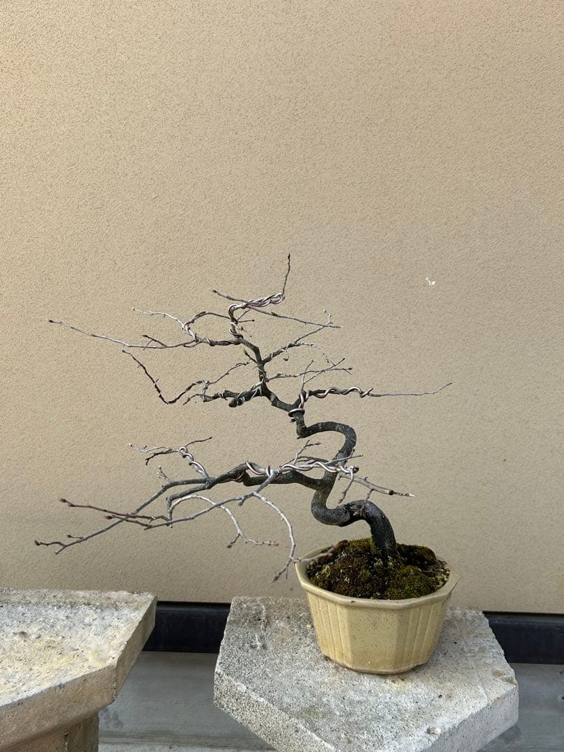 ⭕️老爺柿　大文字　雌木盆栽