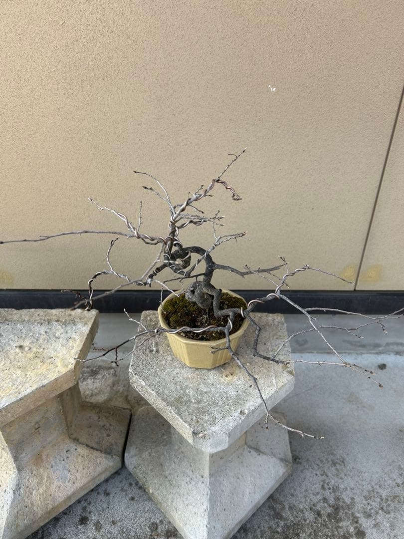 ⭕️老爺柿　大文字　雌木盆栽