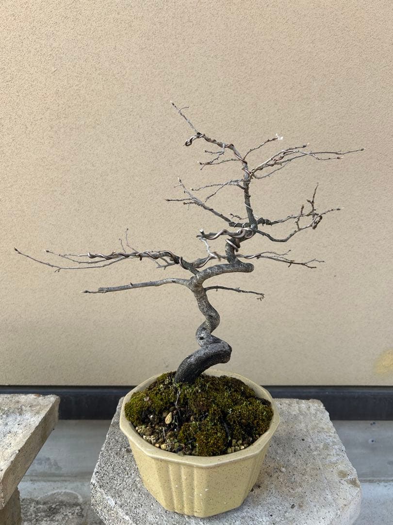 ⭕️老爺柿　大文字　雌木盆栽