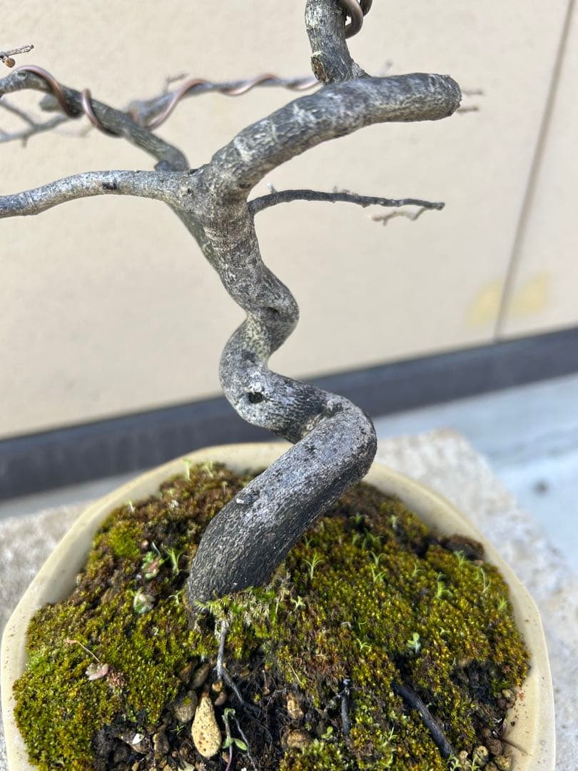 ⭕️老爺柿　大文字　雌木盆栽