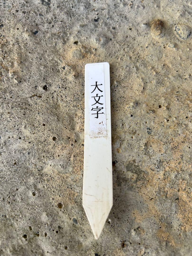 ⭕️老爺柿　大文字　雌木盆栽