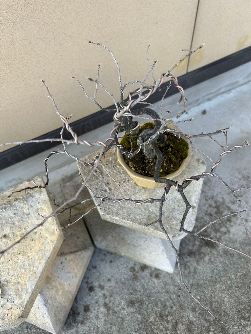 ⭕️老爺柿　大文字　雌木盆栽