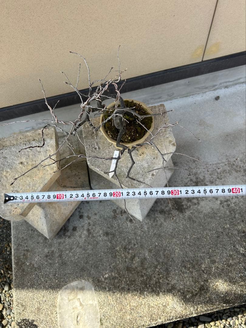 ⭕️老爺柿　大文字　雌木盆栽