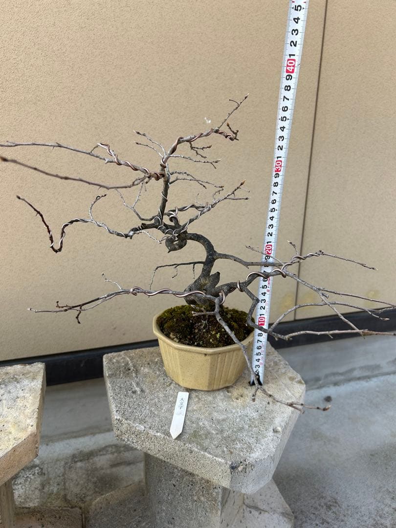 ⭕️老爺柿　大文字　雌木盆栽