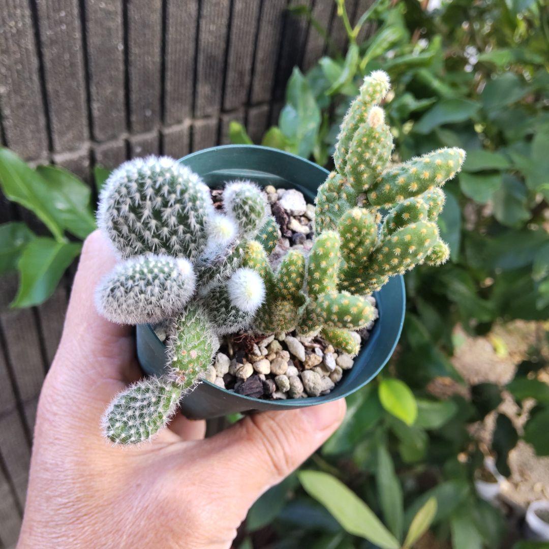 うさぎちゃんの耳 ⭐️バニーカクタス キンエボシ⭐️サボテン 多肉 抜き苗