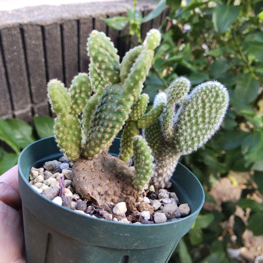 うさぎちゃんの耳 ⭐️バニーカクタス キンエボシ⭐️サボテン 多肉 抜き苗