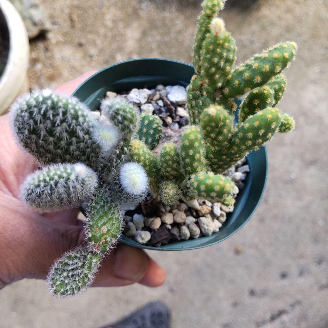 うさぎちゃんの耳 ⭐️バニーカクタス キンエボシ⭐️サボテン 多肉 抜き苗