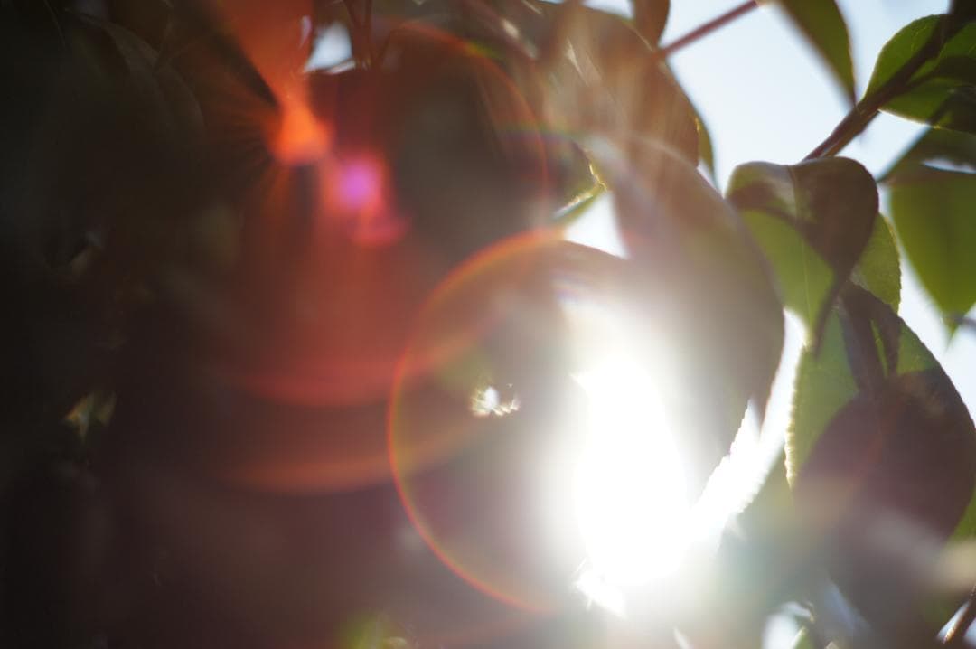 極美品✨作例有 PENTAX スーパータクマー 55mm f1.8 後期